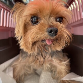 チョット控えめなヨークシャーテリア♂むぎ君