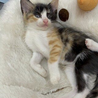 二ヶ月仔猫4兄弟　三毛猫ちゃんメス②黒多め