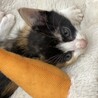 二ヶ月仔猫4兄弟　三毛猫ちゃんメス②黒多め サムネイル6