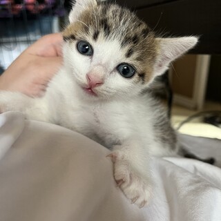 姉妹の子猫(,,･ω･,,)