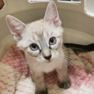 シャムミックス系かわいい女子⭐︎シャイン