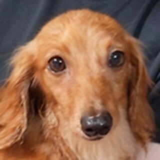 保護犬ナンバーＤ１５７３　ミニチュアダックスフンド