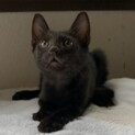 4兄妹の1にゃん、ルナくんです。
