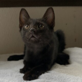 4兄妹の1にゃん、ルナくんです。