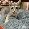 スリゴロラキくん家族募集中