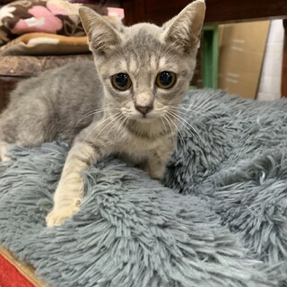 スリゴロラキくん家族募集中