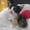 二ヶ月仔猫4兄弟　三毛猫ちゃんメス②黒多め サムネイル2