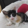 二ヶ月仔猫4兄弟　三毛猫ちゃんメス②黒多め サムネイル3