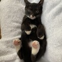 4兄妹の1にゃん　まいちゃんです。