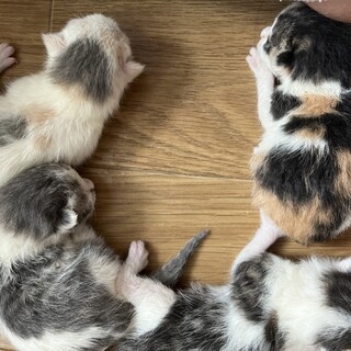 9月12.13日生まれの子猫