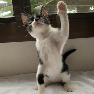 4兄妹の1にゃん　おとちゃんです