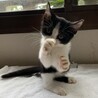 4兄妹の中の1にゃん　凛くんです サムネイル2