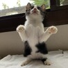 4兄妹の中の1にゃん　凛くんです サムネイル3