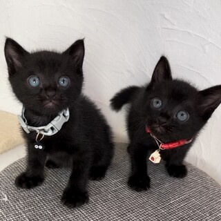 甘えん坊のクー&ベル♡一時停止