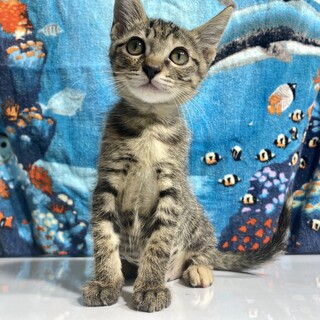 人が大好きな♡♡キジトラ子猫ちゃん