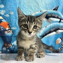 やんちゃで甘えん坊な♡♡キジトラ子猫くん