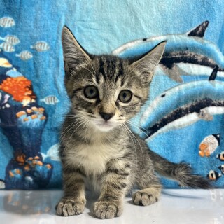 やんちゃで甘えん坊な♡♡キジトラ子猫くん