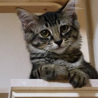 保護猫を迎えよう‼️生後4ヶ月♀️♀️避妊済み