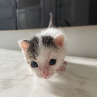 保護猫を迎えよう‼️しろきじ♂️