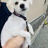カリカリに刈り上げ