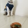 早くおもちゃくれ