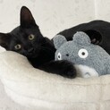 生後4〜5ヶ月程度の黒猫の男の子です☆