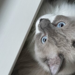 ラグドール1歳6ヶ月