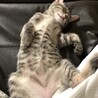 ヘソ天リラックス