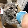 ミルクも大好き
