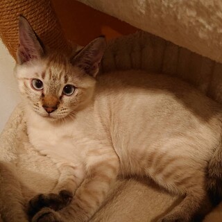 奇跡を起こしたシャム風にゃんこ「ホープ君♂」