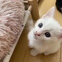 可愛いカリンちゃん