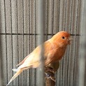カナリアの里親募集