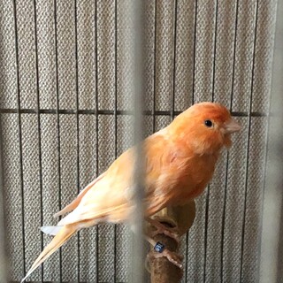 カナリアの里親募集