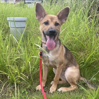 ３ヶ月〜６ヶ月シェパード風の女の子