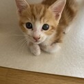 可愛い茶々ちゃん