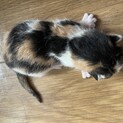 9月12日生まれの子猫
