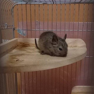 デグーの里親を探してます。
