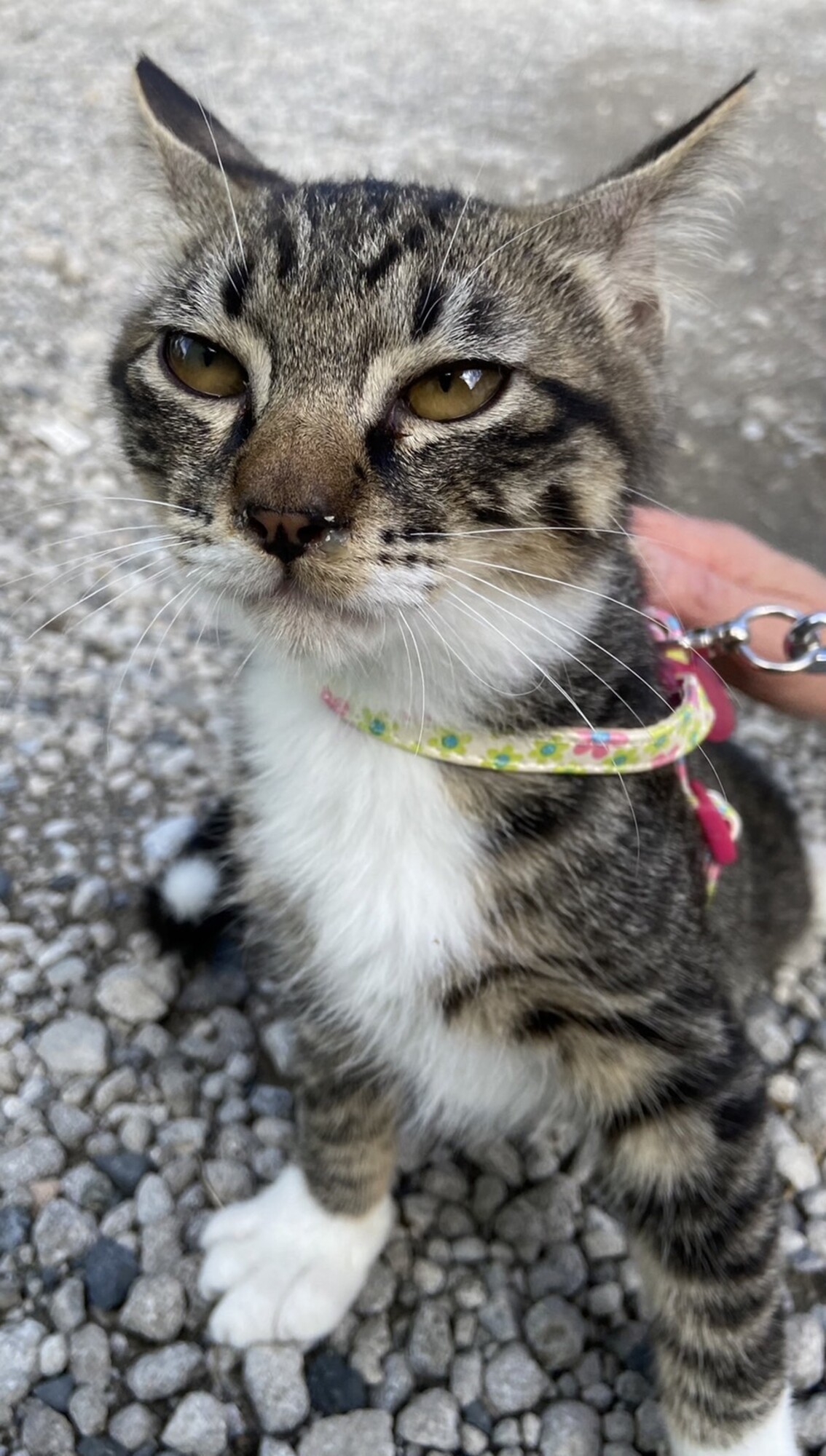 飲食店の裏に居着いた猫た 千葉県 猫の里親募集 ペットのおうち 月間利用者150万人