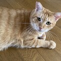茶トラ　甘えん坊やまなかくん　エイズ陽性　4〜5歳