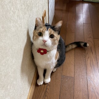 難病FIPを乗り越えた奇跡の子ミロ☆　白血病陽性