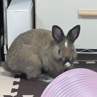ミニうさぎ☆ルナくん