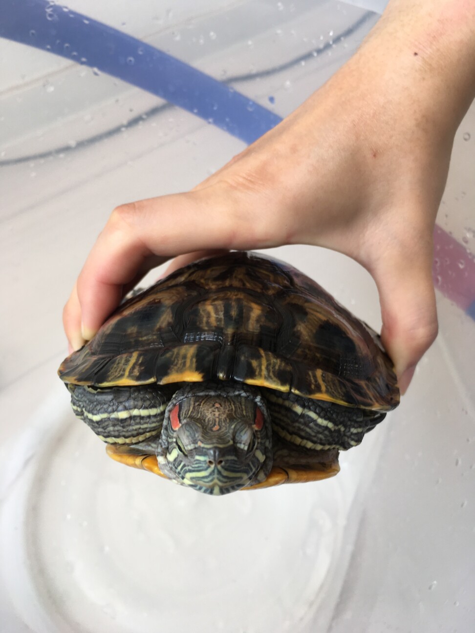 ミシシッピアカミミガメ 東京都 爬虫類 他の里親募集 ペットのおうち 月間利用者150万人