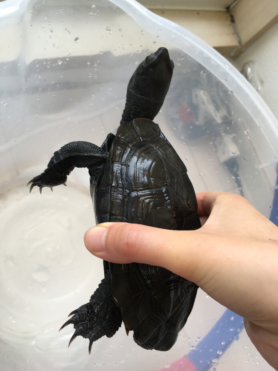 クサガメ 6歳 東京都 爬虫類 他の里親募集 ペットのおうち 月間利用者150万人 クサガメ 6歳 東京都 爬虫類 他の里親募集 ペットのおうち 月間利用者150万人