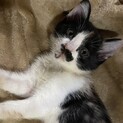 三毛猫ミケちゃん2ヶ月