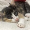 二ヶ月仔猫4兄弟　三毛猫ちゃんメス②黒多め サムネイル4