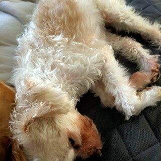 シャイな甘えん坊メル君