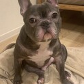 グレー色の人懐っこいフレンチブルドッグ