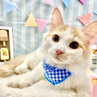 ゴロニャン　スコティッシュ　4ヵ月♂　