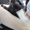 オスの黒猫