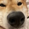 こなつち